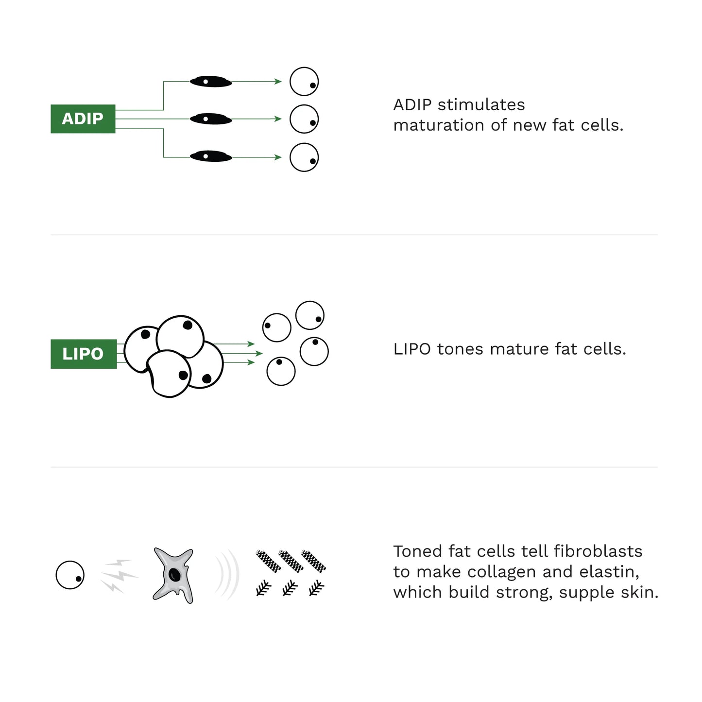 Diagram showing the process of fat cell maturation and skin strengthening with ADIP and LIPO.