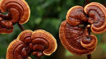 Load image into Gallery viewer, Organic Ling Zhi-  Reishi Mushroom
